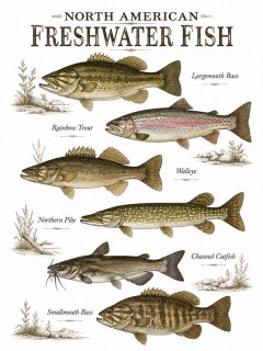 North American Freshwater Fish Species Poster, Vintage Wall Art, Nature Decor Gift | Trinmama